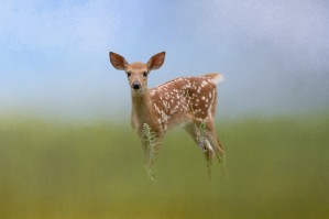 Spotty the Fawn