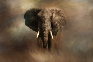 African_Elephant