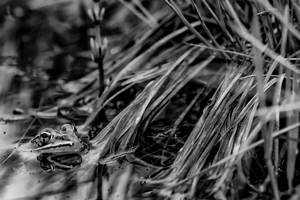 Ribbit
