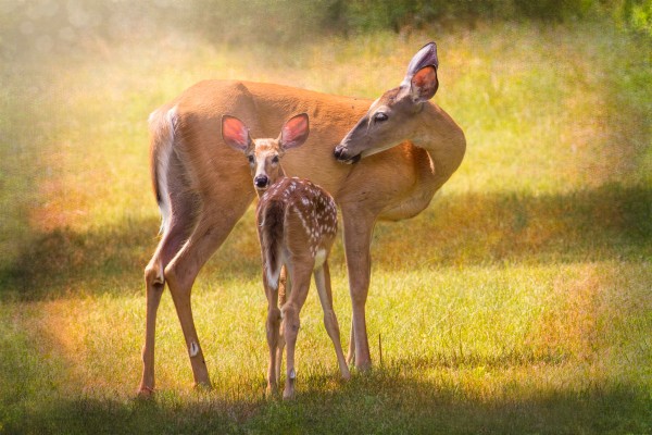 Doe with fawn looking back by Michel Soucy