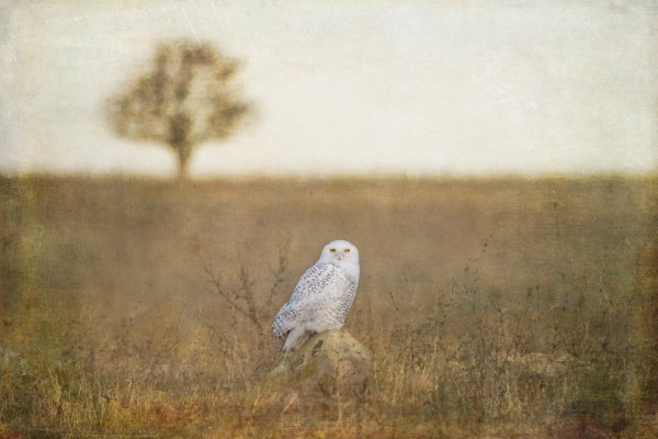 Snowy on a Rock by Michel Soucy