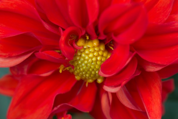 Red and Yellow Digital Download