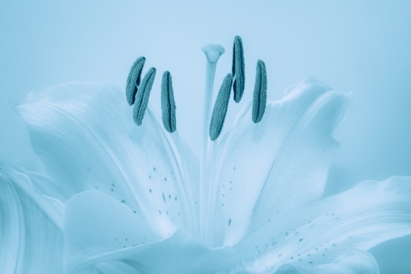 Blue Lily