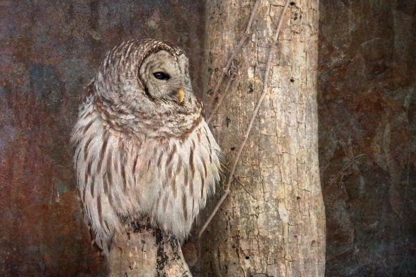 Barred Owl in Grunge by Michel Soucy