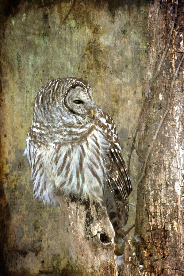 Grungy_Owl by Michel Soucy