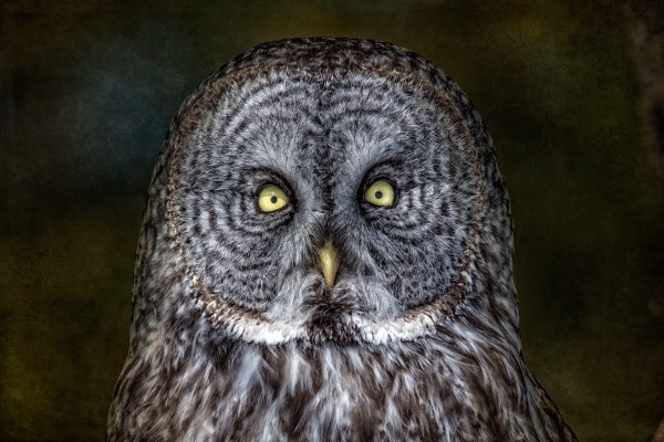 Stare Down with a Great Grey Owl by Michel Soucy