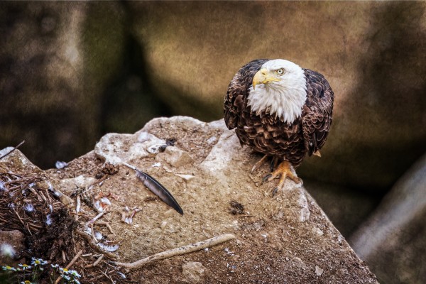The Last Meal by Michel Soucy