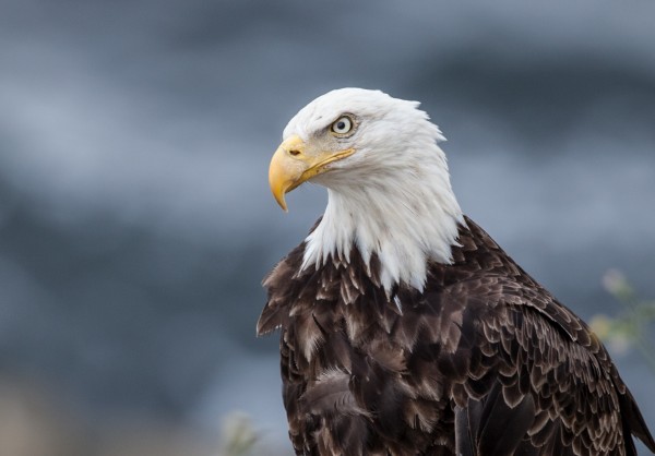Portrait of an Eagle by Michel Soucy