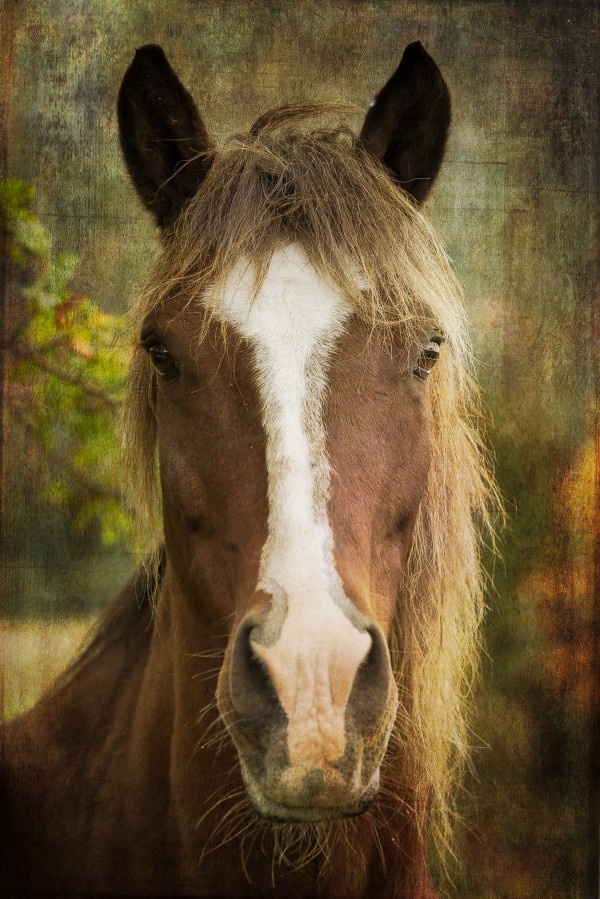 My Friend by Michel Soucy