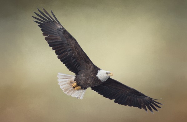 King of the Skies