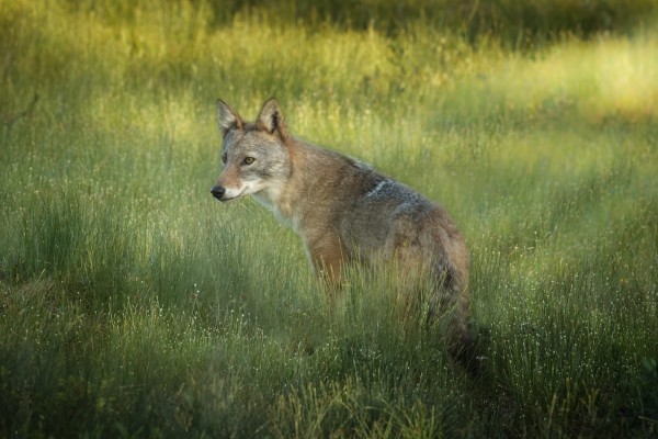 Evening Coyote by Michel Soucy