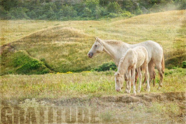 Gratitude by Michel Soucy