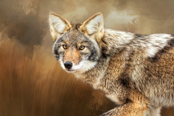 Little Master by Michel Soucy