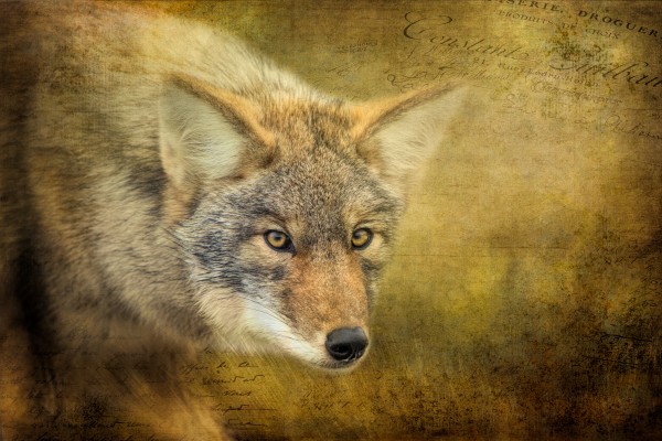 The Hunt by Michel Soucy