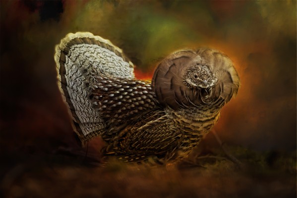 Ruffed Up Digital Download