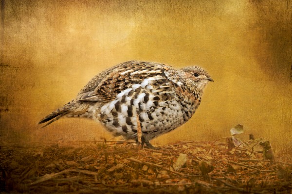 Female Ruffed Grouse Print