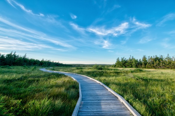 A walk at the Bog by Michel Soucy