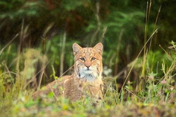 Bobcat by Michel Soucy