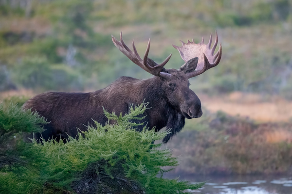 Bull Moose Gaze Print
