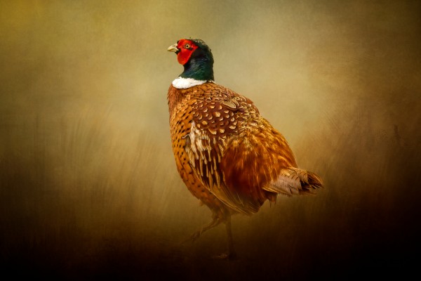 Ring Necked Pheasant by Michel Soucy