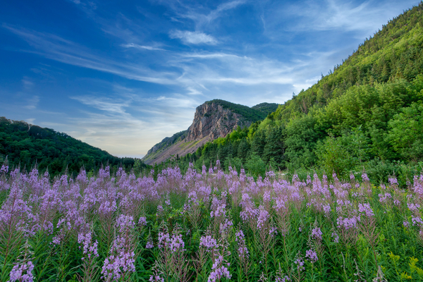 Fireweed at La Grand Falaise Print