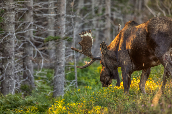 Golden_Hour_Moose Print