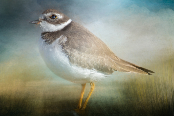 Semipalmated Plover Digital Download