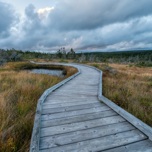 Autumn Walk - 2 Digital Download