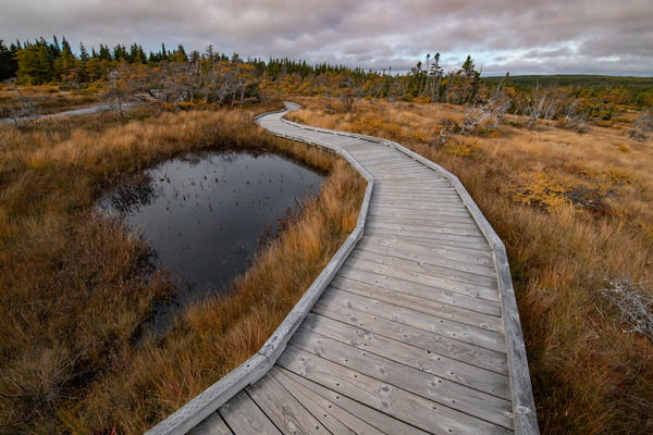 Autumn at the Bog