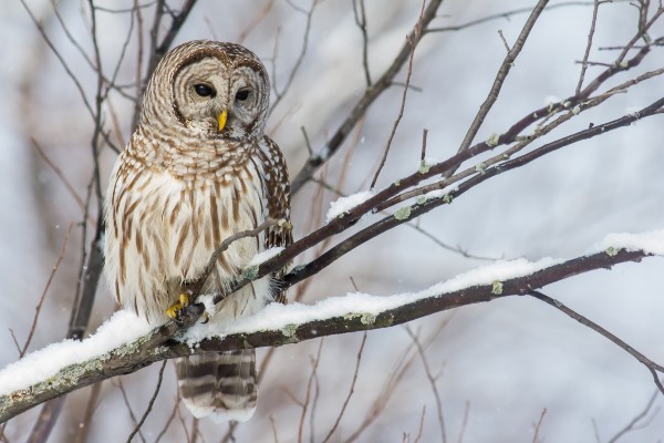 Barred Owl on a Snowy Branch by Michel Soucy