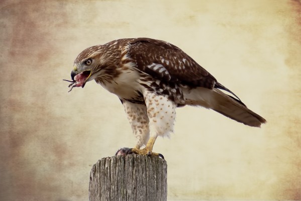 Meal Time for a Hawk