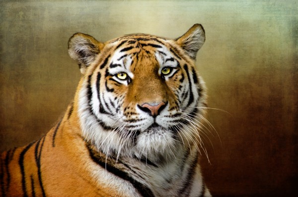 Bengal Tiger Digital Download