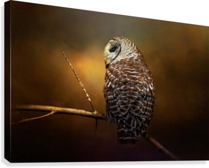 Textured Strix Varia Canvas Print