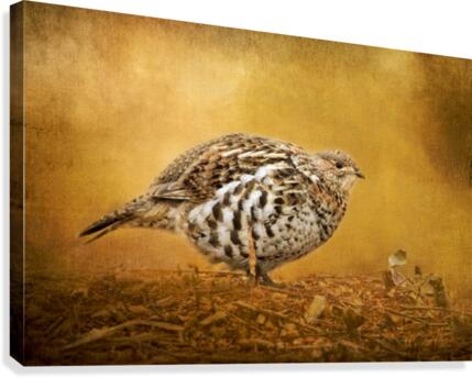 Female Ruffed Grouse Canvas Print