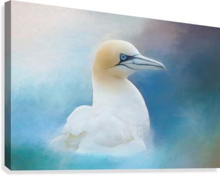 Northern Gannet ver2 Canvas Print