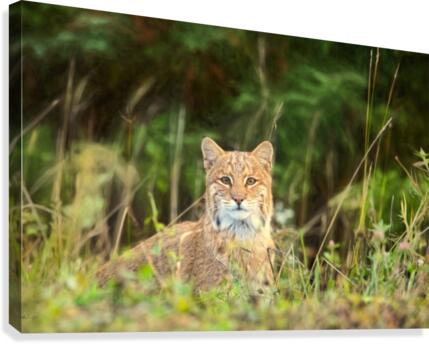 Bobcat Canvas Print
