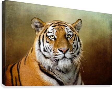 Bengal Tiger Canvas Print