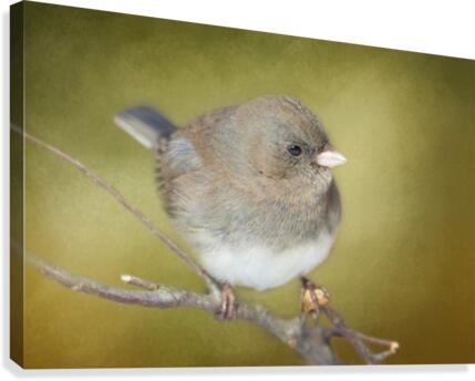 Dark Eyed Junco with Texture Canvas Print