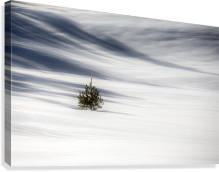Solitude  Canvas Print