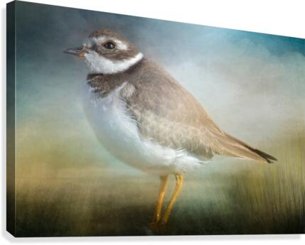 Semipalmated Plover Canvas Print