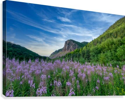 Fireweed at La Grand Falaise Canvas Print