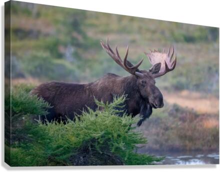 Bull Moose Gaze Canvas Print