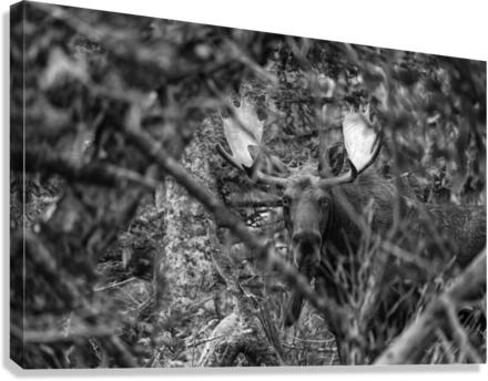 Pssst ...over here.  Canvas Print