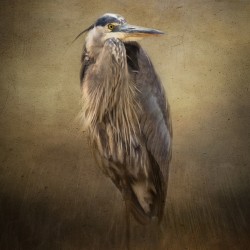 Great Blue Heron in the Shadows Vert