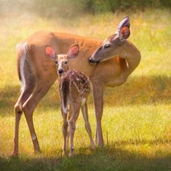 Doe with fawn looking back