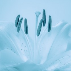 Blue Lily
