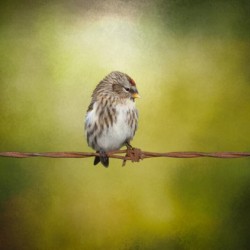 Redpoll on a Wire