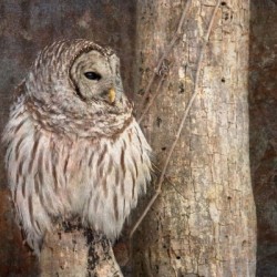 Barred Owl in Grunge