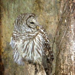 Grungy_Owl