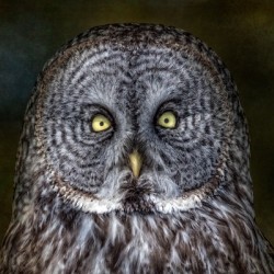 Stare Down with a Great Grey Owl